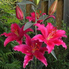 Oriental Lily - Gomera - 2 bulbs