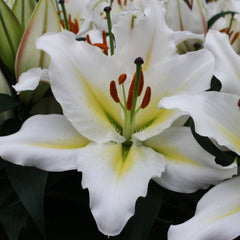 Oriental Pot Lily - Sunny Azores - 2 bulbs