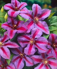 Clematis - Mrs. N. Thompson - NEW