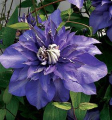 Clematis - Royalty