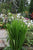 Gladiolus Acidanthera Peacock Glad -  10 bulbs
