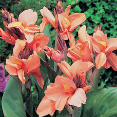 Canna Lily Apricot Frost 1 rhizome