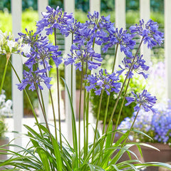 Agapanthus Blue 2 bulbs