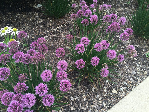 Allium Windy City