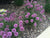 Allium Windy City