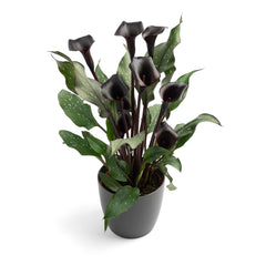Calla Lily Arabian Night
