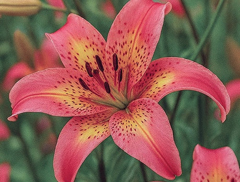 Asiatic Lily - Fancy Dance - 1 bulb