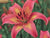 Asiatic Lily - Fancy Dance - 1 bulb