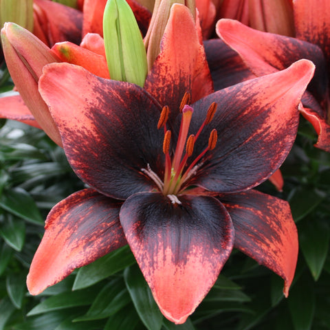 Asiatic Lily Tiny Shadow - 2 bulbs