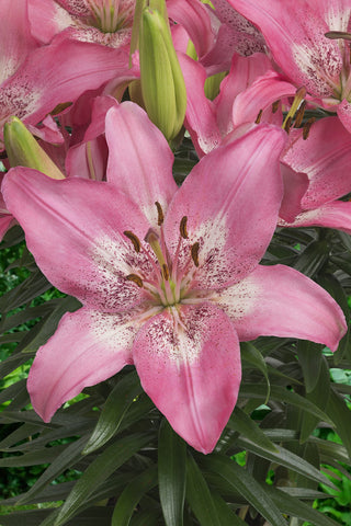 Asiatic Lily - Trendy Nicosia - 2 bulbs