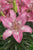 Asiatic Lily - Trendy Nicosia - 2 bulbs