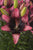 Asiatic Lily - Trendy Santiago - 2 bulbs