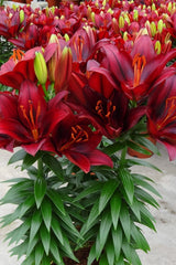 Asiatic Lily - Tiny Comfort - 2 bulbs