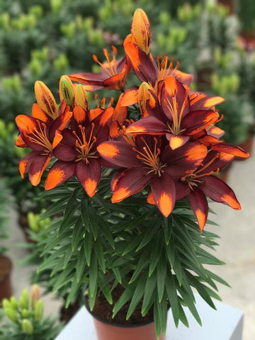 Asiatic Lily - Tiny Lion - 2 bulbs