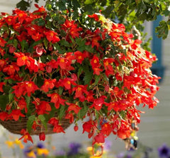 Begonia Bertinni Skagum