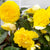 Begonia Crispa Dinnerplate - Yellow - 2 rhizomes