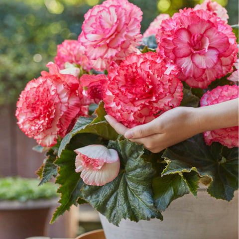 Begonia Crispa Marginata Dinnerplate White & Pink - 2 rhizomes