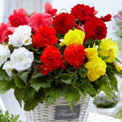 Begonia Mix 5 bulbs