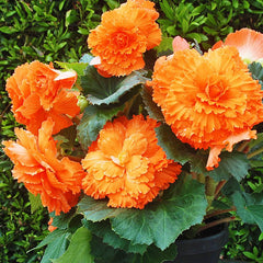 Begonia Crispa Dinnerplate - Ruffled Apricot - 2 rhizomes