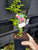 Campsis trumpet Vine - Flamenco