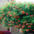 Campsis trumpet Vine - Flamenco