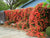 Campsis trumpet Vine - Flamenco