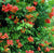 Campsis trumpet Vine - Flamenco