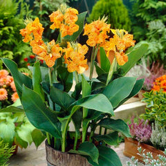 Canna Lily Picasso - 1 root