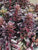Sedum Cherry Fizz