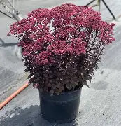 Sedum Cherry Fizz