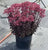 Sedum Cherry Fizz