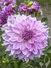 Dahlia - Almands Joy - 1 tuber