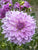 Dahlia - Almands Joy - 1 tuber