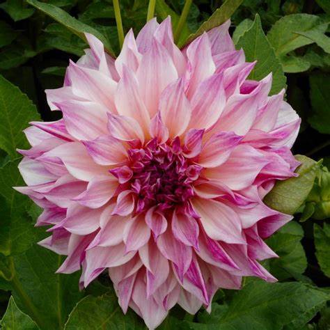 Dahlia - Cafe au Lait Royal - 1 tuber