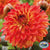 Dahlia Dark Leaf - Amberglow - 1 tuber