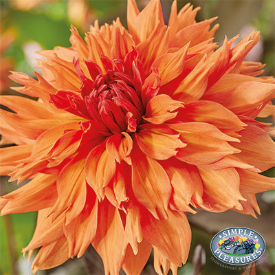 Dahlia Dark Leaf - Fiery Thorn - 1 Tuber