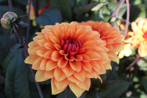 Dahlia - Statue of Orange - Dark Leaf - 1 tuber