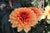 Dahlia - Statue of Orange - Dark Leaf - 1 tuber