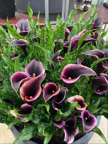 Calla Lily Dubai Nights