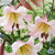Oriental Trumpet Lily - Eastern Moon