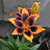 Asiatic Lily - Forever Susan - NEW - 2 bulbs