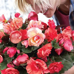 Begonia - Fragrant Odorosa - 2 rhizomes