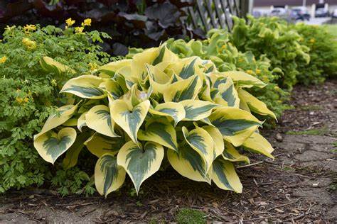 Hosta - Autumn Frost