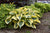 Hosta - Autumn Frost