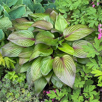 Hosta First Blush
