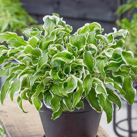 Hosta - Let's Twist Again