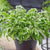 Hosta - Let's Twist Again