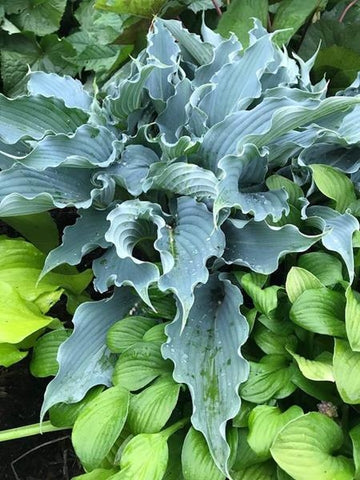 Hosta Waterslide