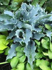Hosta Waterslide