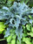 Hosta Waterslide